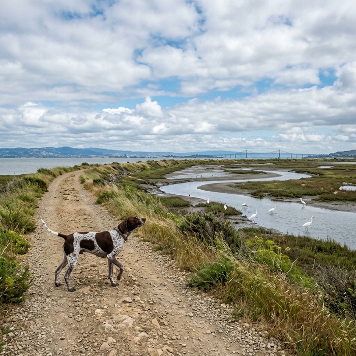 Dog on a levee trail at the Sunnyvale Baylands with wetlands behind